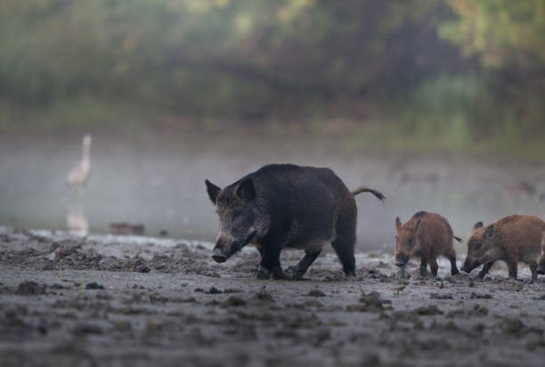 istock Wild boar mother with piglets in mud 1183147584