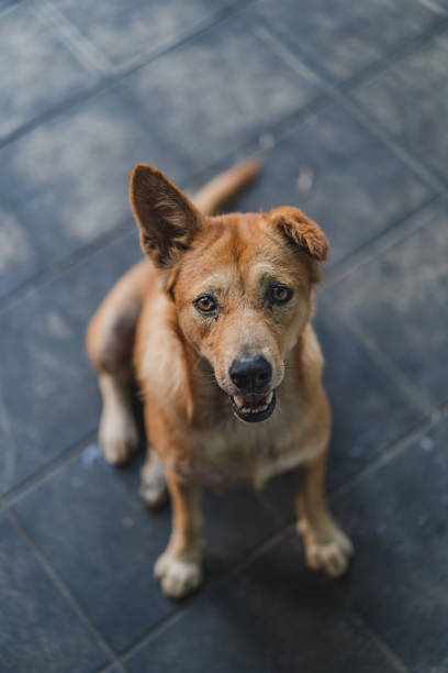 istock The dog is looking up to something 1183147841