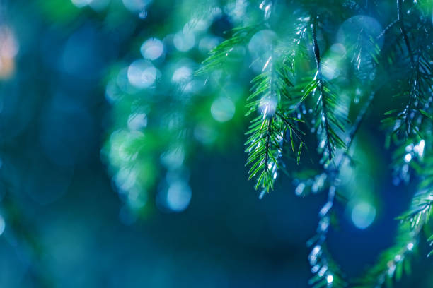 istock Blue forest background of fir tree branches 1183151832