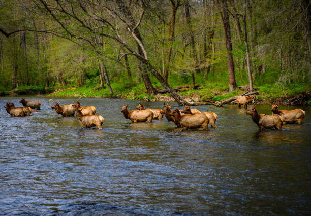 istock Herd of Elk Cool Off in Oconaluftee River 1183152249