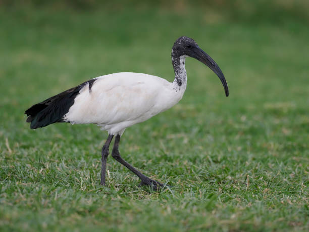 istock Sacred ibis, Threskiornis aethiopicus 1183152902