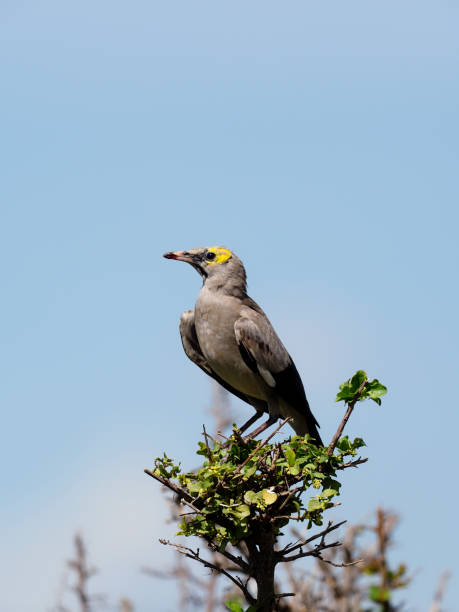 istock Wattled starling, Creatophora cinerea 1183153557