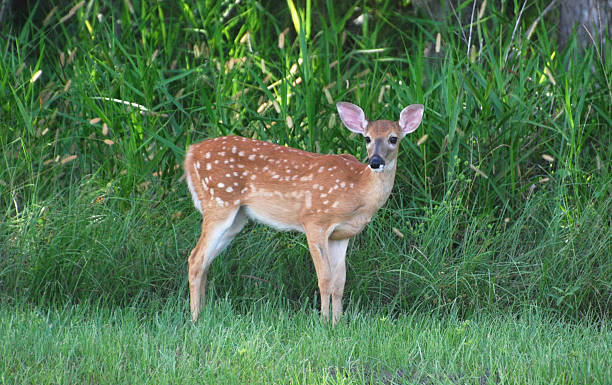 istock Fawn at the edge of woods 118315357