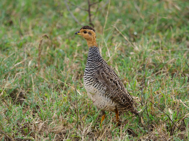 istock Yellow-necked spurfowl, Pternistis leucoscepus 1183153663