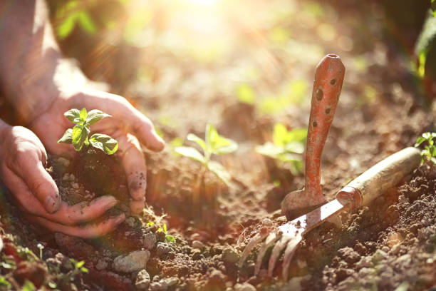 istock Small sprout for landing in the ground in hands 1183155095