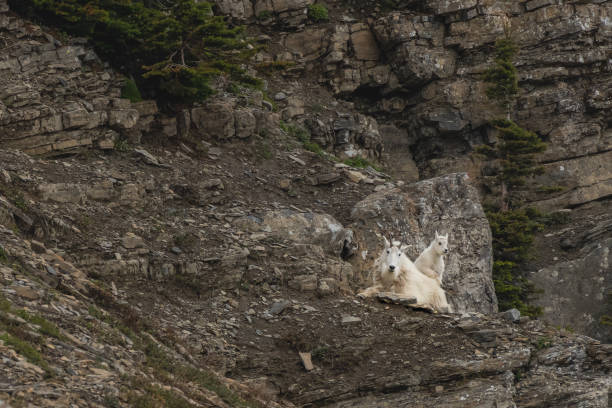 istock Mountain Goat Kid Climbs on Lounging Male 1183155208