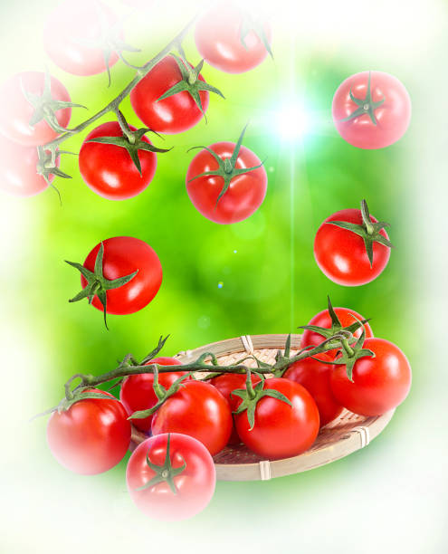 istock tomato healthy red organic 1183157303