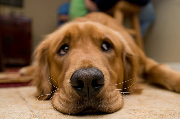 triste eyed golden retriever (en perros) acostado - whisker fotografías e imágenes de stock