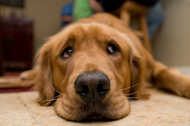 triste eyed golden retriever (dog) être étendu - moustaches animales photos et images de collection