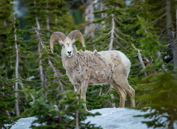 istock Single Big Horn Sheep In Trees 1183157503