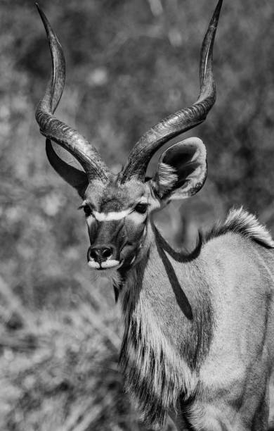 istock Wildlife at etosha national park 1183158311