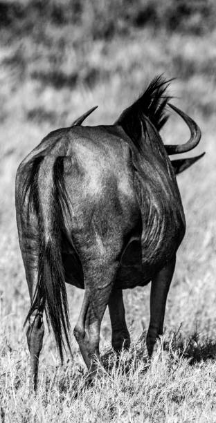 istock Wildlife at etosha national park 1183159579