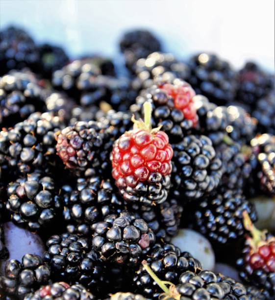istock bunch of a organic blackberies 1183159987