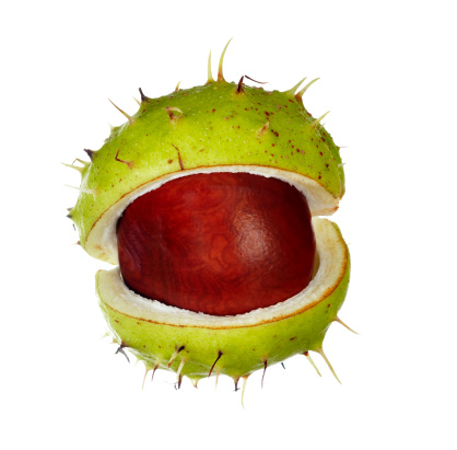 Ripe chestnuts in casings on a white table. Fruit of the tree - chestnut. White background.