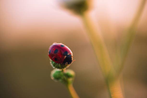 istock Ladybug on unopened Daisy flower at dawn with dew 1183161493