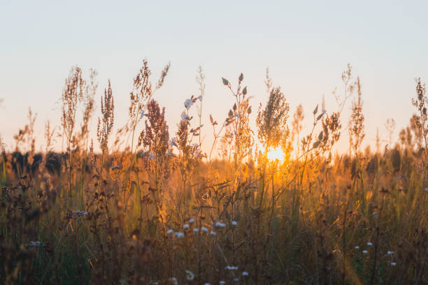 istock Beautiful wildflowers at sunset 1183161500