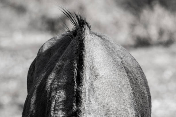 istock Wildlife at etosha national park 1183162616