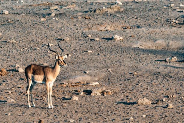 istock Wildlife at etosha national park 1183163116