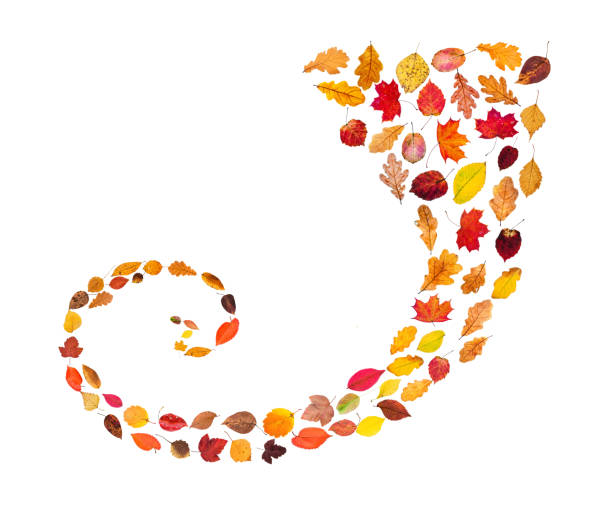 collage from many natural autumn leaves - spiral ornament from fallen leaves isolated on white background