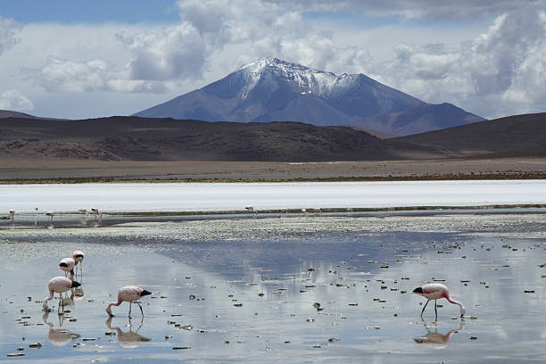 istock Flamingoes in lake with mountain background 118316379