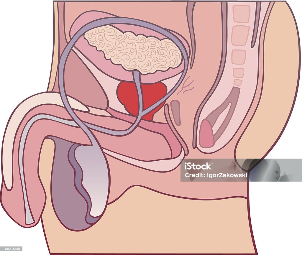 Prostata sezione diagramma - arte vettoriale royalty-free di Prostata