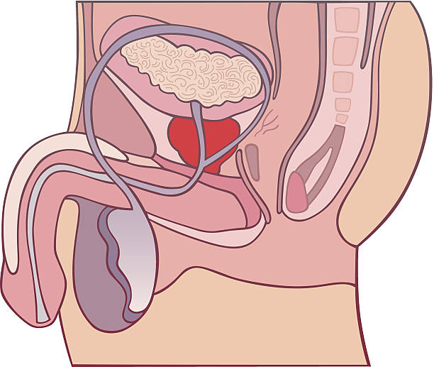 prostate gland section diagram vector illustration of male genitals and prostate gland section diagram male reproductive system cross section stock illustrations