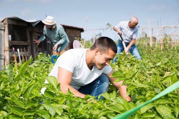 istock Young man working with potatoes bushes,  family on background 1183164929