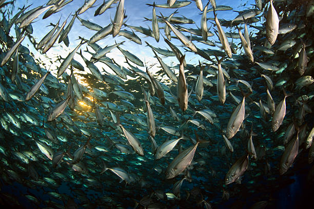 istock Schooling Bigeye Trevally 118316505