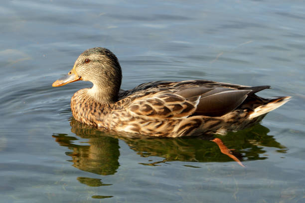 istock Wild female mallard duck 1183165496