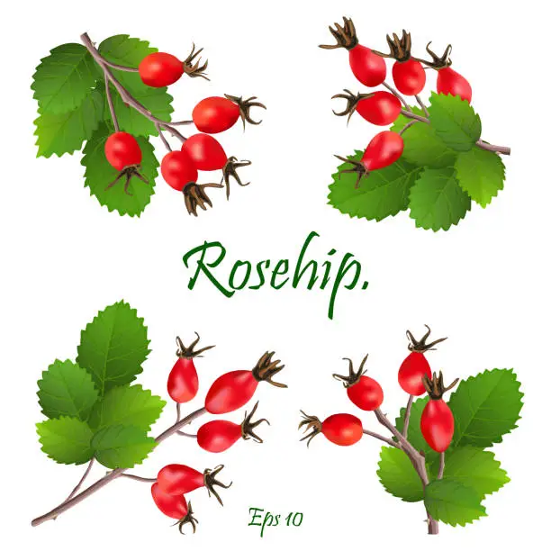 Vector illustration of Set of red rosehip berries on branches with green leaves. Medicinal plants. natural christmas decoration. Eps 10