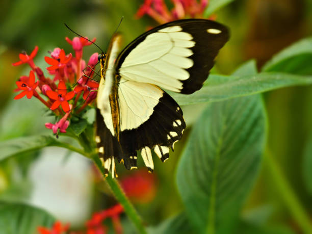 istock Yellow-black butterfly drinking nectar from red small flowers 1183166135