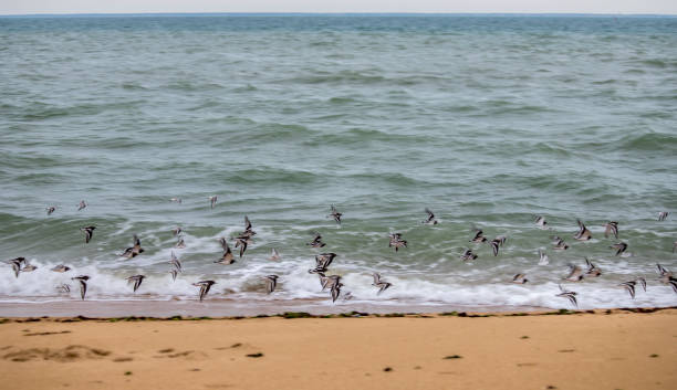 istock Nature and birds birds on beach and sea 1183167379
