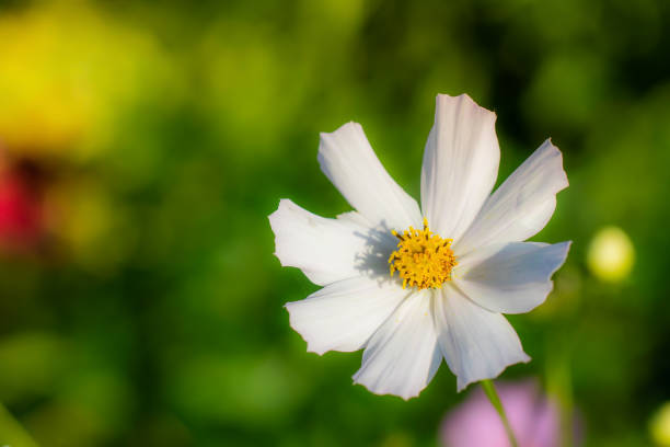 istock Cosmos flowers on a blurred background. 1183168225