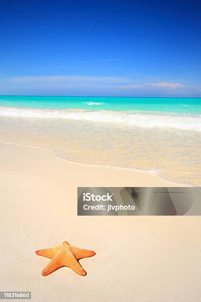 Estrela Do Mar Na Praia - Fotografias de stock e mais imagens de Ilha deserta - Ilha deserta, Alegria, Animal