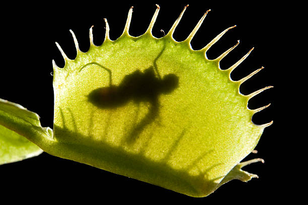 istock Venus fly trap - Venusfliegenfalle 118316941
