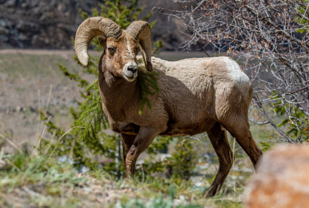istock A Majestic Bighorn Sheep Roaming the Mountain 1183170314