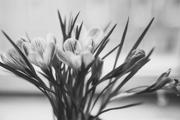 istock Tulips in vase, black and white 1183170999