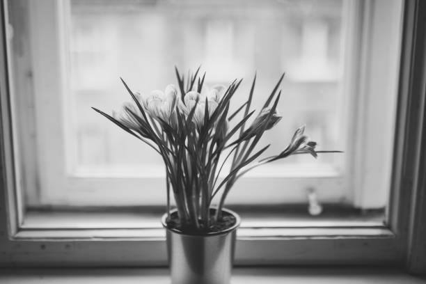 istock Tulips in vase, black and white 1183171003