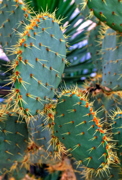 istock Beautiful view with cactus plants in the garden 1183171079