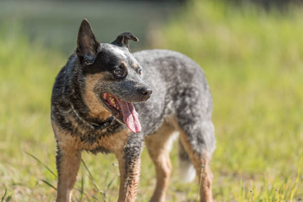 istock Obedient old australian cattle dog is posing in front of water. 1183171167