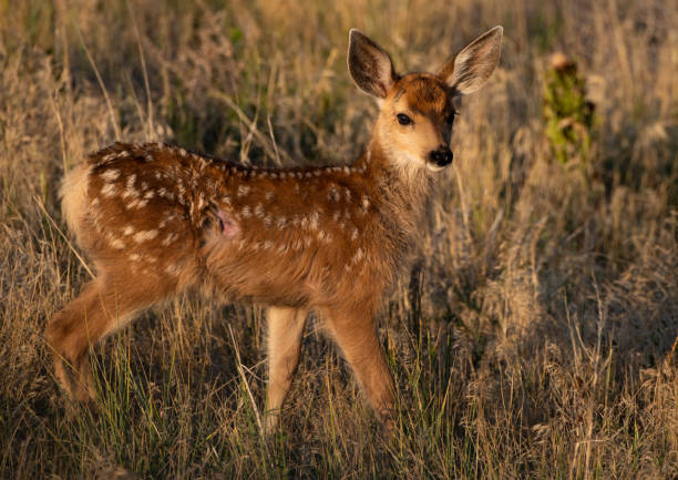 istock An Adorable Mule Deer Fawn Roaming the Plains 1183171415