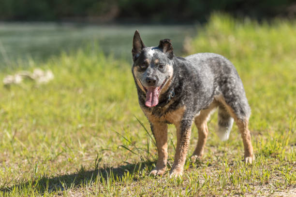 istock Obedient old australian cattle dog is posing in front of water. 1183172258