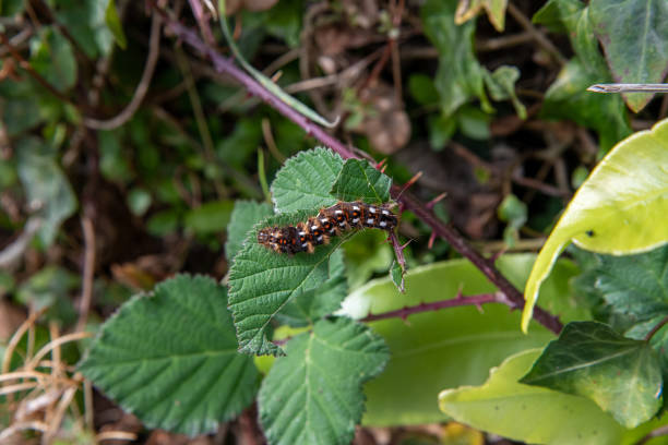 A vibrant and hairy caterpillar in October