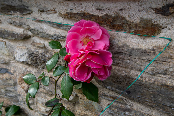 Beautiful pink roses in bloom in October against a stone wall in Cornwall England