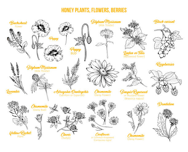 illustrations, cliparts, dessins animés et icônes de croquis d'encre de plantes de miel réglés - dandelion flower yellow vector