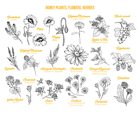 Blooming flowers poster free hand illustrations set. Honey plants with titles yellow cliparts. Botanical sketches with calligraphy. Monochrome floral blossom and engraved berries design collection