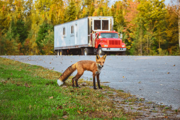 Red fox (Vulpes vulpes) close to the road and truck in background. La Mauricie National Park, Canada stock photo