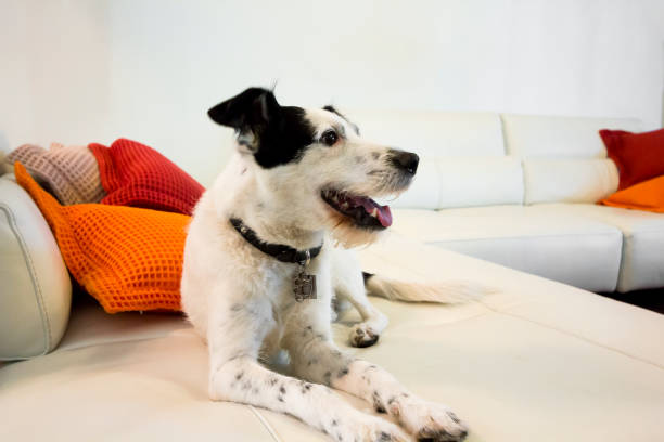 Dogs relaxing at home