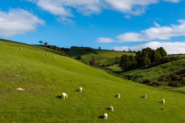 istock A Beautiful Countryside with Grazing Sheep 1183174059