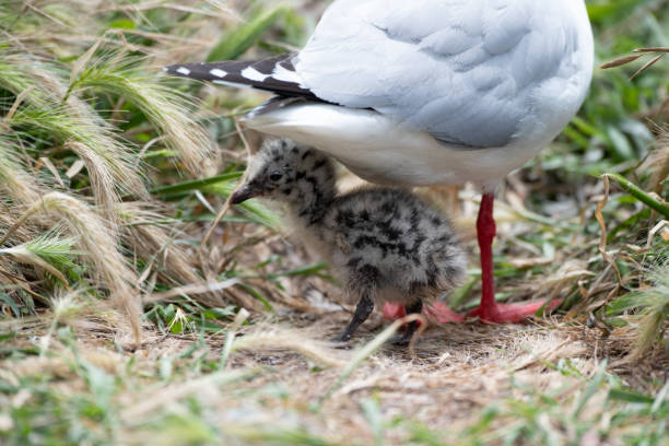 Red-billed Gull Baby